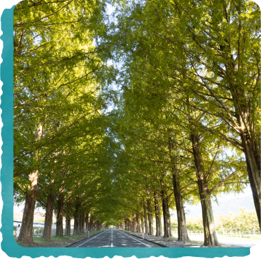 メタセコイヤ並木 写真