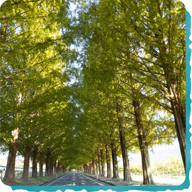 メタセコイヤ並木 写真