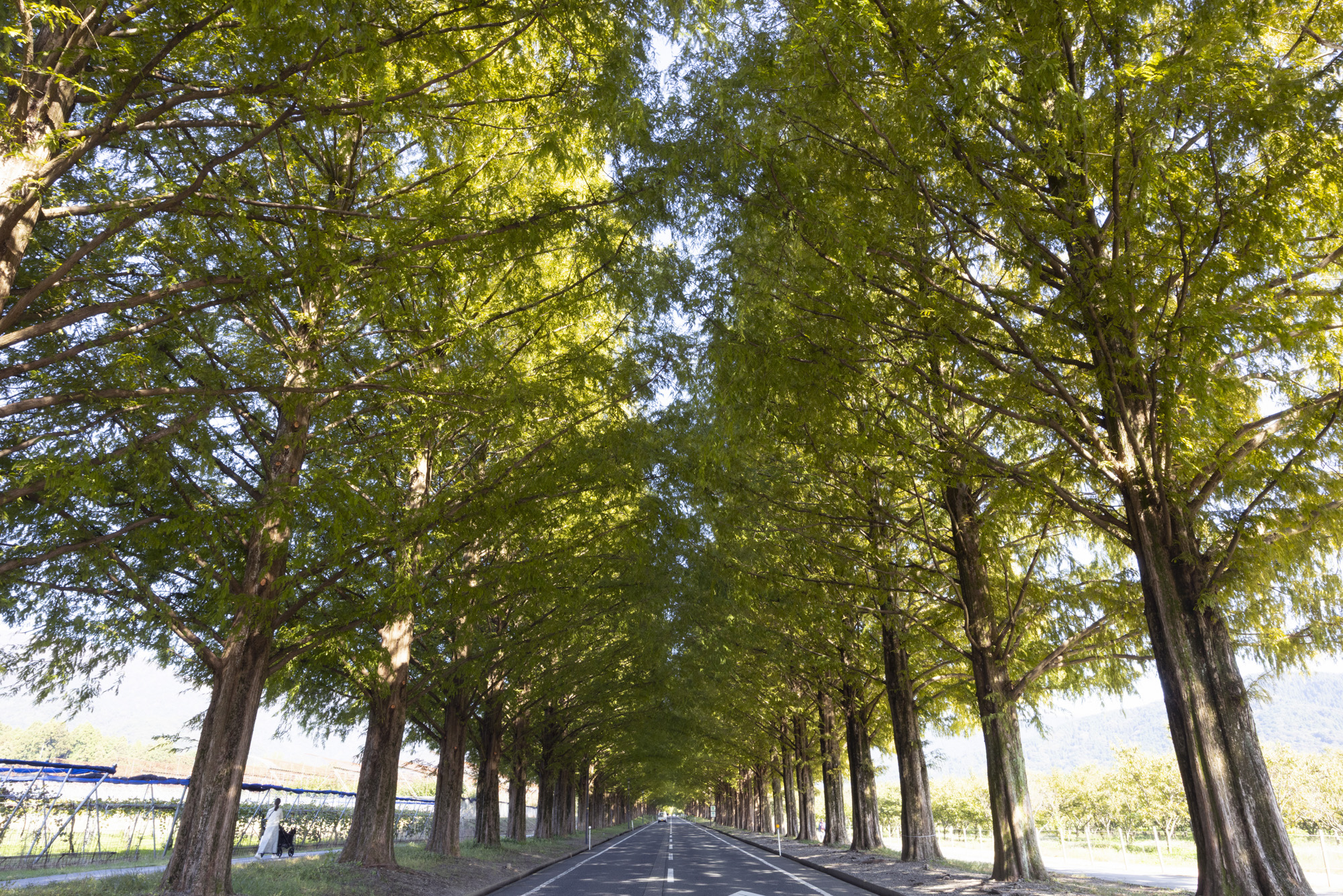 マキノピックランド